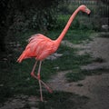 One adult pink flamingo in farm