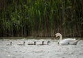 One adult swan with several grey children