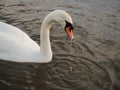 One adult white beautiful swan in a calm river water. Water dripping from its beak leaving ripples on water surface Royalty Free Stock Photo