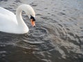 One adult white beautiful swan in a calm river water. Water dripping from its beak leaving ripples on water surface Royalty Free Stock Photo