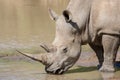 One adult White Rhino drinking water close up Kruger Park South Africa Royalty Free Stock Photo