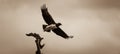 Martial Eagle Royalty Free Stock Photo