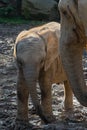 One african elephant cub loxodonta africana standing inbetween adults Royalty Free Stock Photo