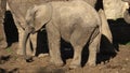 One african elephant cub (loxodonta africana) standing inbetween adults Royalty Free Stock Photo