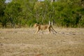 African lion cub walking alone in the wild