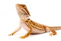 One agama bearded on the white background Royalty Free Stock Photo
