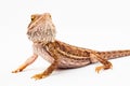 One agama bearded on the white background Royalty Free Stock Photo