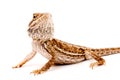 One agama bearded on the white background Royalty Free Stock Photo
