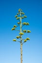 One agave stem with yellow green blossoms