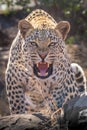 One aggressive male Leopard bearing teeth Kruger South Africa