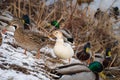 One albino female mallard duck among the usual mallard ducks on the snow Royalty Free Stock Photo