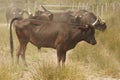 One of the all brown  and fierce bulls of the Camargue race in a marshland prairie Royalty Free Stock Photo