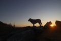 one, alone large Dog silhouette on pot of mountain sunset sky background. Golden light shining on a golden dog. homeless Dog Royalty Free Stock Photo