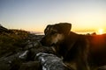 one, alone large Dog silhouette on pot of mountain sunset sky background. Golden light shining on a golden dog. homeless Dog Royalty Free Stock Photo