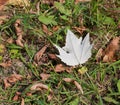 One alone white leaf.