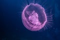 One jelly fish in the Red Sea, eilat israel a.e Royalty Free Stock Photo