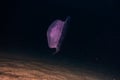 One jelly fish in the Red Sea, eilat israel a.e Royalty Free Stock Photo