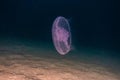 One jelly fish in the Red Sea, eilat israel a.e Royalty Free Stock Photo