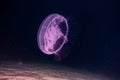 One jelly fish in the Red Sea, eilat israel a.e Royalty Free Stock Photo