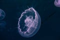 One jelly fish in the Red Sea, eilat israel a.e Royalty Free Stock Photo