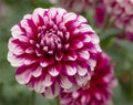 Big Beautiful Patches Dahlia Flower Blooming in Garden