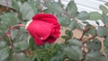 One amazing rose