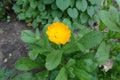 One amber yellow flower of Calendula officinalis Royalty Free Stock Photo