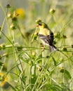 One American Goldfinch Male in a Meadow