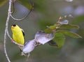 One American Goldfinch Spinus tristis perche in tree Royalty Free Stock Photo