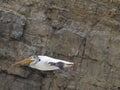 One American white pelican flying near rocky cliff