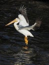 One American white pelican landing in water