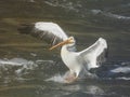 One American white pelican landing in water Royalty Free Stock Photo