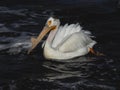 One American white pelican Montana