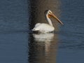 One American white pelican swimming in water wth reflection.