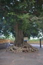 One of Ancient Nuga tree Royalty Free Stock Photo