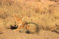 One Andean Fox Sunbathing in the Field of Atacama Desert, Altiplano of Northern Chile, South America