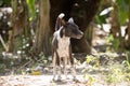 One angry domestic dog, Bali, Nusa penida, Indonesia