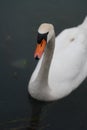 One animal, very close swan