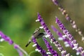 One Anna`s Hummingbird in Mexican Sage Royalty Free Stock Photo