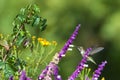 Anna`s hummingbird drinking from Mexican Sage flowers Royalty Free Stock Photo