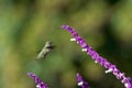Anna`s hummingbird in flight by Mexican Sage flowers Royalty Free Stock Photo