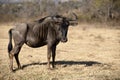 One of the antelopes that are part of the African savannah fauna of the Pilanesberg National Park in South Africa