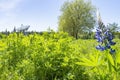 One of the antennas of Westerbork Synthesis Radio Telescope appears behind this field of blue lupines Royalty Free Stock Photo