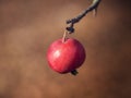 An apple on a branch in autumn. Soft focus.