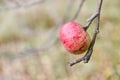 One apple on a branch in autumn. Soft focus.
