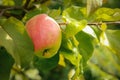 One Apple grows on the branch.Texture or background Royalty Free Stock Photo