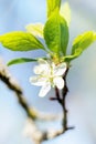 One Apple tree blossom on a branch, blue sky background Royalty Free Stock Photo