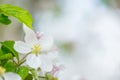 One apple tree blossom flower on branch at spring. Beautiful blooming flower isolated with blurred background Royalty Free Stock Photo