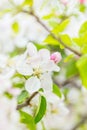 One apple tree blossom flower on branch at spring. Beautiful blooming flower isolated with blurred background Royalty Free Stock Photo