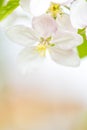 One apple tree blossom flower on branch at spring. Beautiful blooming flower isolated with blurred background Royalty Free Stock Photo